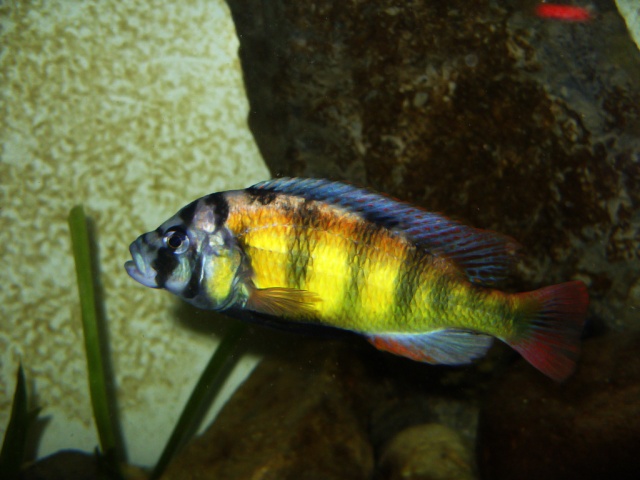 Haplochromis sp 44 Sdc12812