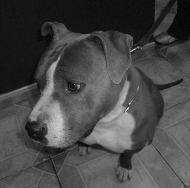 Bayron, American Staffordshire Terrier, 3 ans 1/2 P1000116