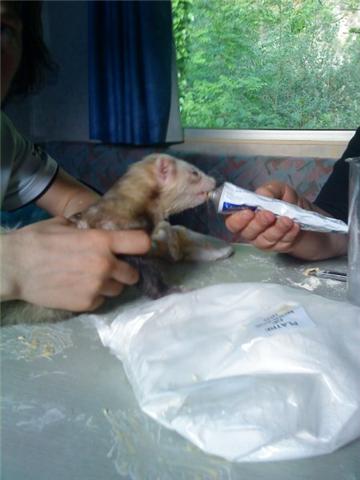 Empreinte de patte de furet Ciska_12