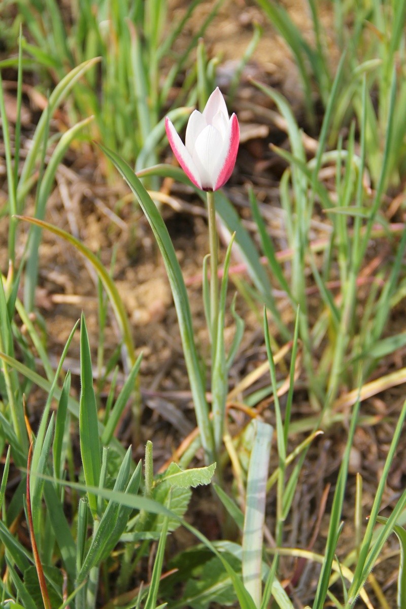 Le printemps est là - saison 2... Img_2213