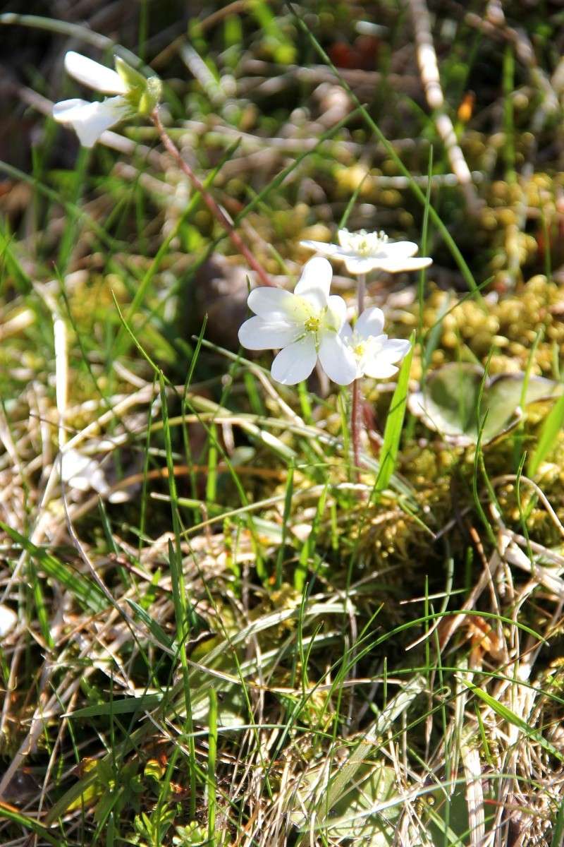 Le printemps est là - saison 2... Img_2327