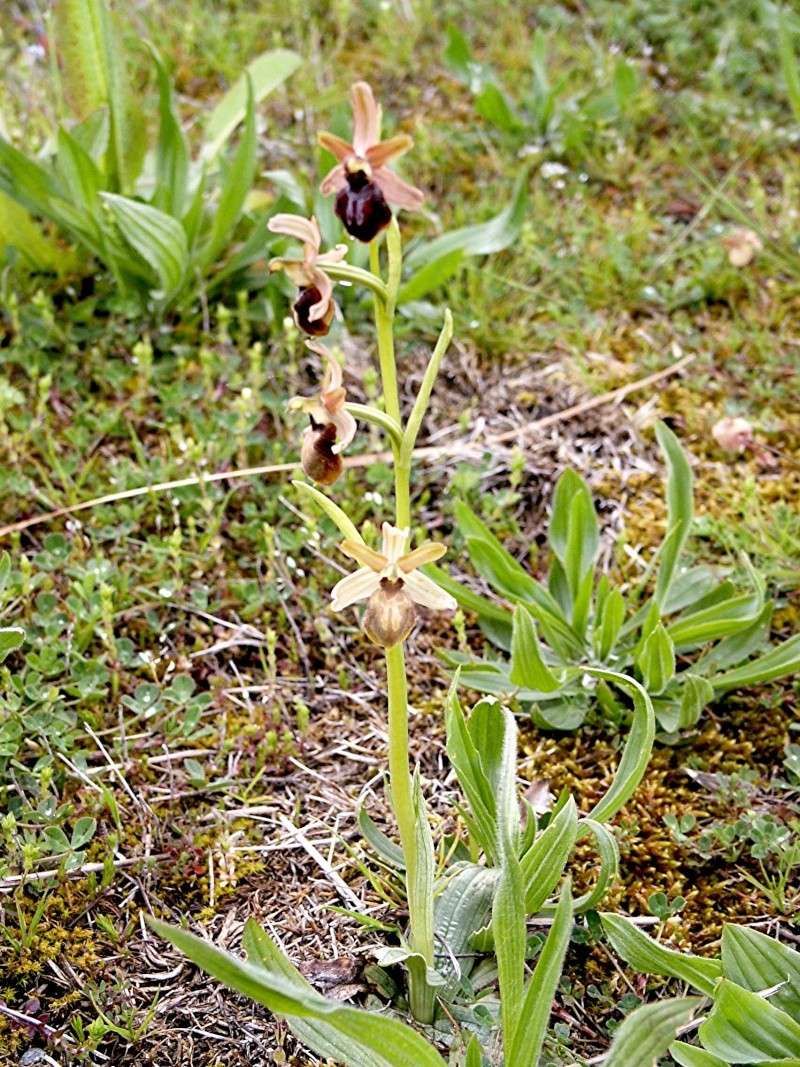 Toujours dans la famille des orchidées ... Ophrys12