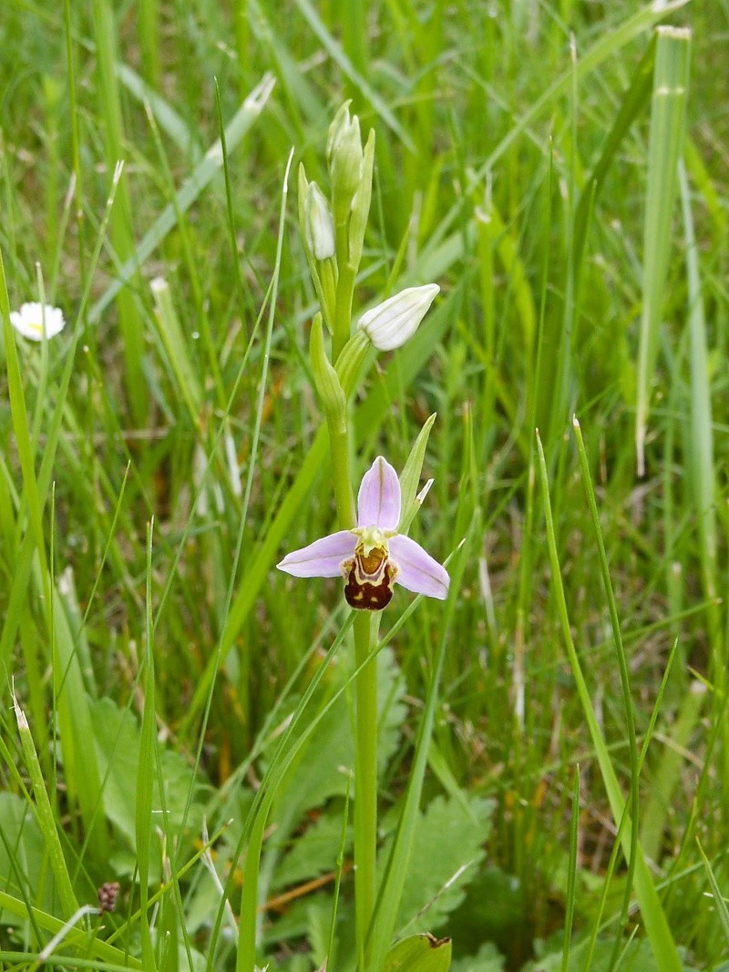 Toujours dans la famille des orchidées ... Ophrys15