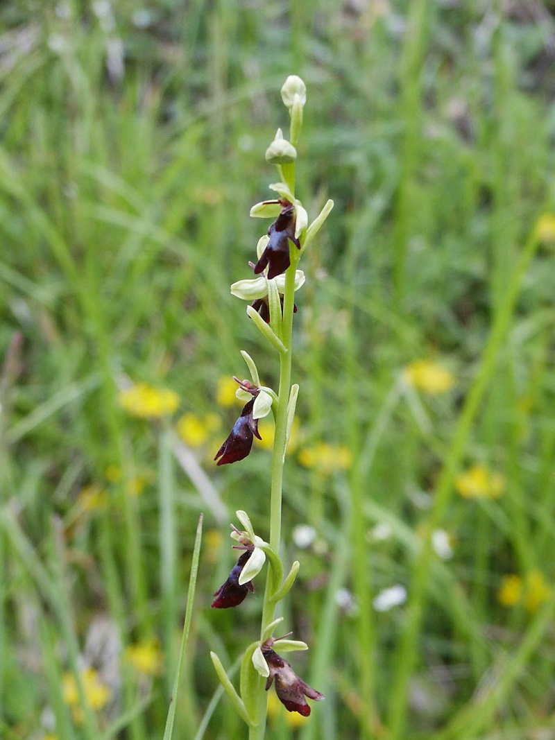 Toujours dans la famille des orchidées ... Ophrys16