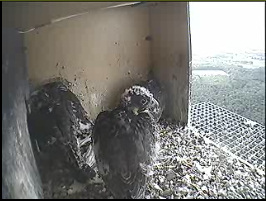 Printemps, webcams dans les nids... Image126