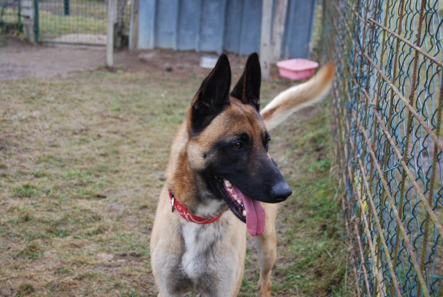 ZACH (Malinois) Dsc_0421