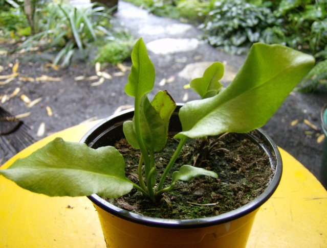 Acrostichum danaeifolium Hpim0032