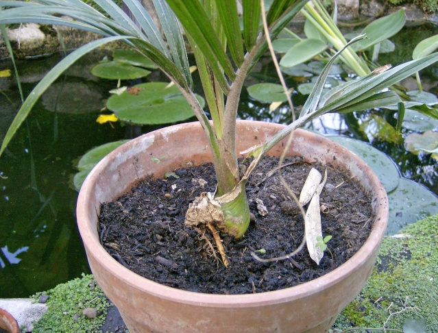 Rhopalostylis sapida Hpim0470