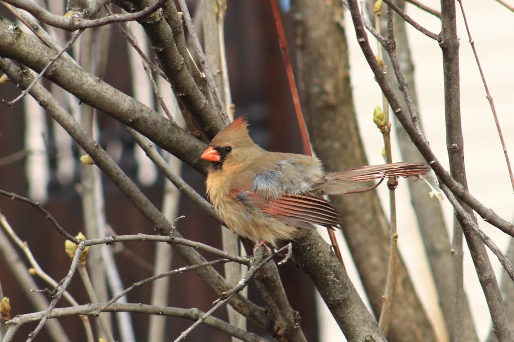 Cardinal rouge Cardin13