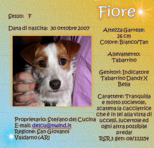 SCHEDE DEI NOSTRI JACK RUSSELL Fiore10