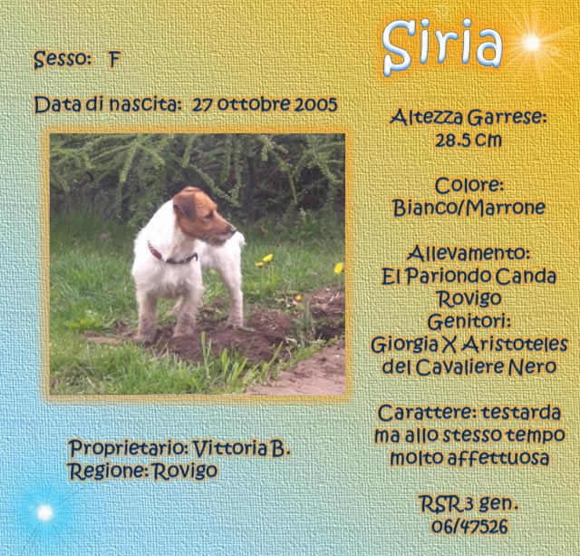 russell - SCHEDE DEI NOSTRI JACK RUSSELL 3 Siria10