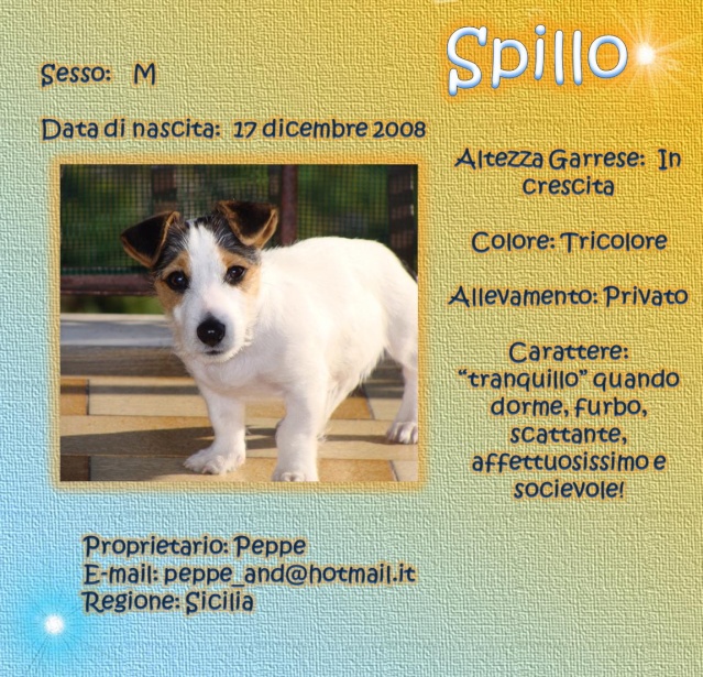 russell - SCHEDE DEI NOSTRI JACK RUSSELL 3 Spillo10