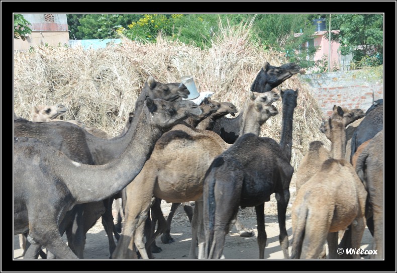 Inde - Octobre 2010 Yd0_8810