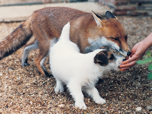 La vera caccia al tasso con i Jack Russell: Zoom0010