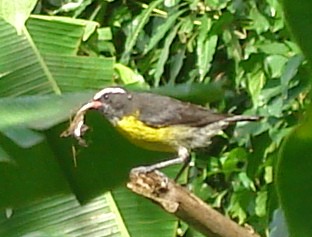 Oiseaux de Martinique Dsc03810