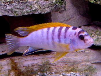 Labidochromis hongis Labido10