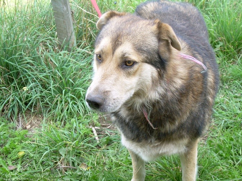 Ange, croisé berger, 3 ans Ange1010