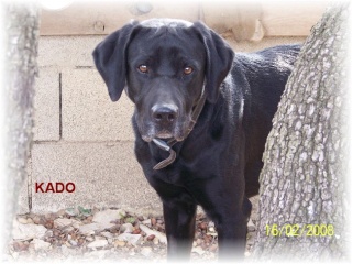 Kado, labrador noir perdu à Nimes Kado10