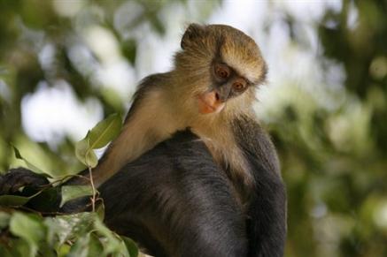 Don franais de 400.000 euros pour sauver les singes du parc ivoirien de Ta 20795110