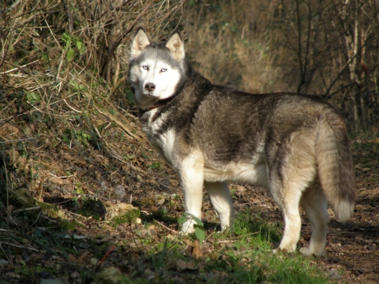 Belles photos d'animaux familiers - Page 16 Husky-11