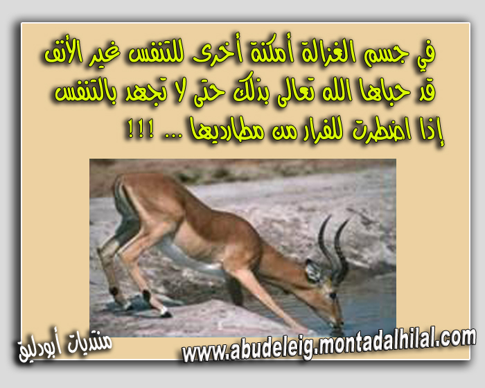 معلومات عامة Animal12