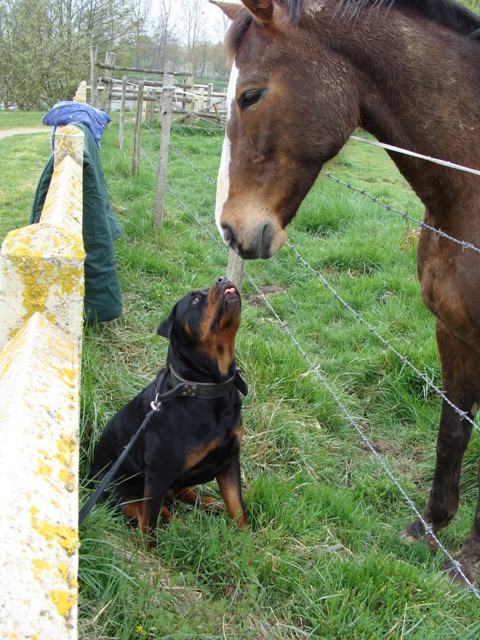 brooke a fait une tres curieuse rencontre pour elle ! Dsc02312