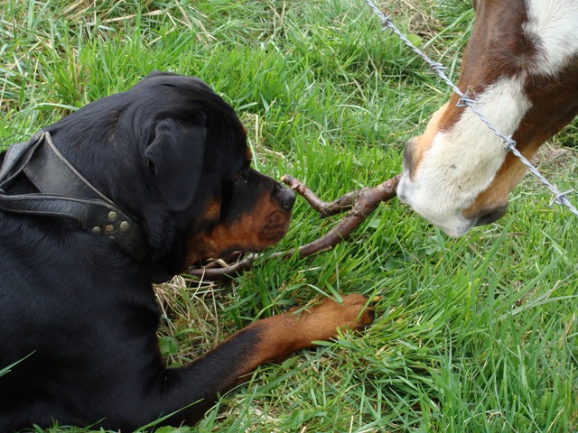 brooke a fait une tres curieuse rencontre pour elle ! Dsc02413