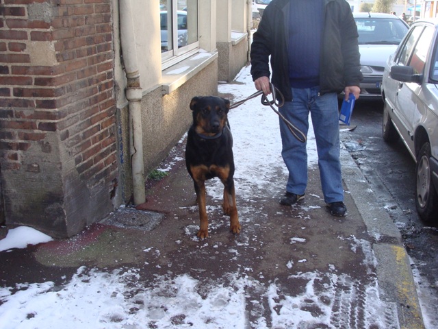 extreme urgence pour roxanne croiser beaucerons de 15 mois (28) Dsc04710