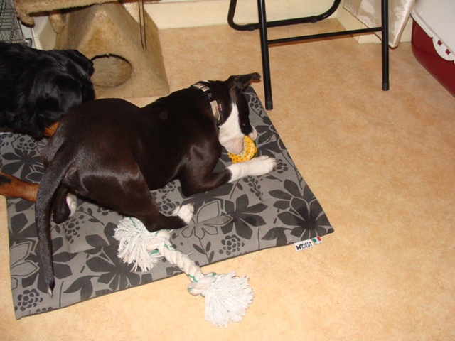 enjoy chiot croisé amstaff de 5 mois (28)(droit de vivre) Dsc05211