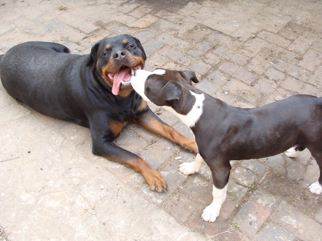 Enjoy chiot croisé amstaff de 5 mois (28) non LOF (250269799034953) Dsc05310