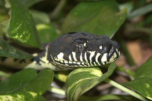 Toutes les especes de la sous famille des pythons (Pythoninae) 28860510