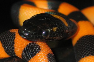 Toutes les especes de la sous famille des pythons (Pythoninae) 41998810