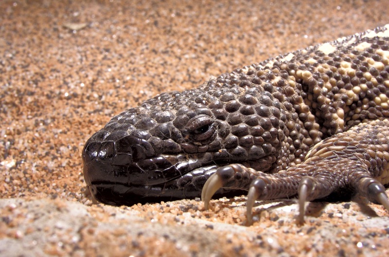 Heloderma horridum (lézard perlé) 41_53210