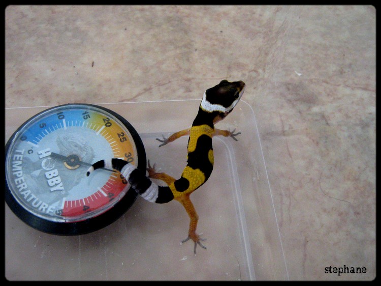évolution gecko léopard (de la naissance à ....) Phase high yellow Em210