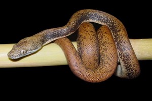 Toutes les especes de la sous famille des pythons (Pythoninae) House_10
