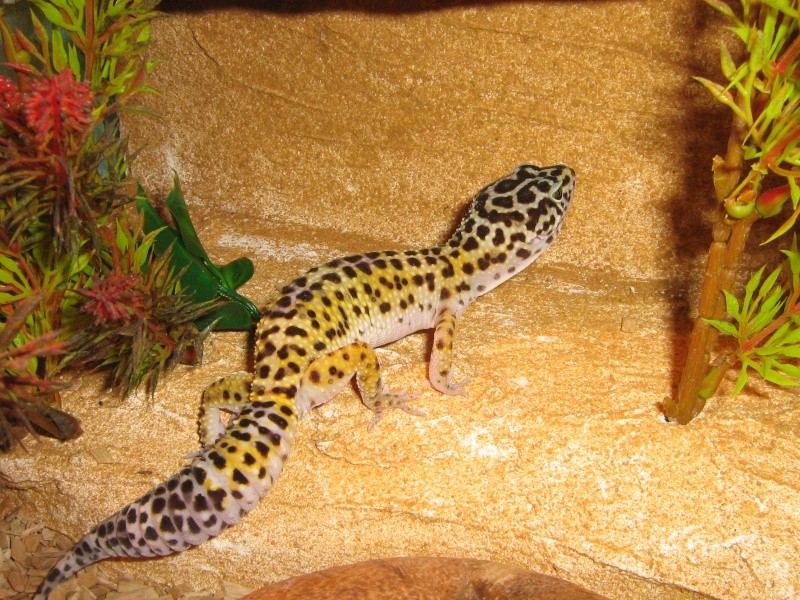 nouvelle photos de dexter : gecko leopard(Eublepharis macularius) Img_6420