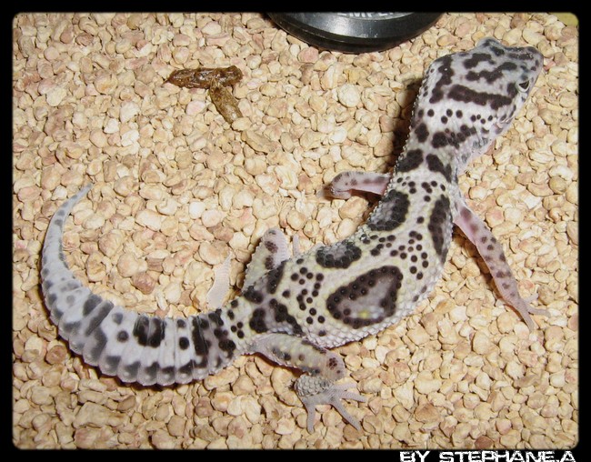 Gecko leopard mack snow jungle [photo] Img_8214