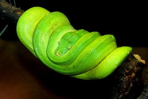 Toutes les especes de la sous famille des pythons (Pythoninae) Moreli12