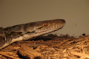 Toutes les especes de la sous famille des pythons (Pythoninae) Python16