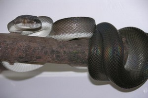 Toutes les especes de la sous famille des pythons (Pythoninae) W_c_ta10