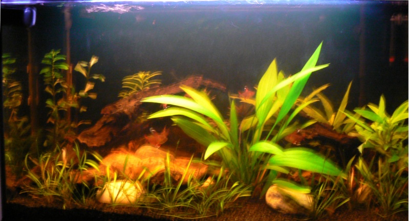 Fluval 120 planté biotope amazonien - Page 2 Pict0010