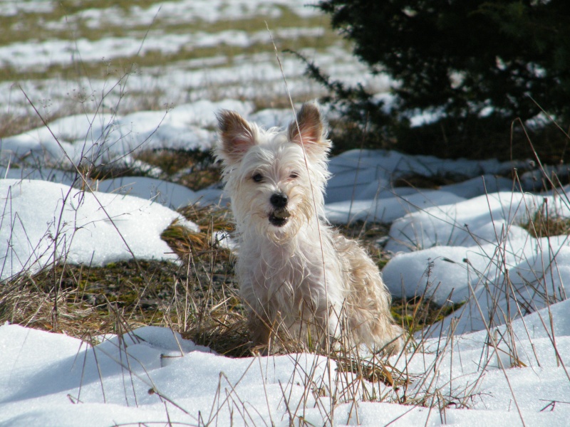 Concours photo chien hiver 2010/2011 - Page 4 Dscf1210