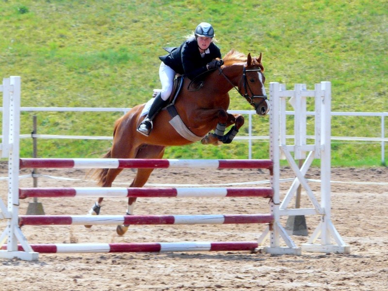 Elevage de Florent Chevaux et poneys de sport de couleurs Concou10