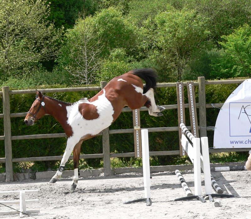 Elevage de Florent Chevaux et poneys de sport de couleurs P1100511