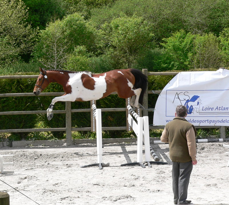Elevage de Florent Chevaux et poneys de sport de couleurs P1100512