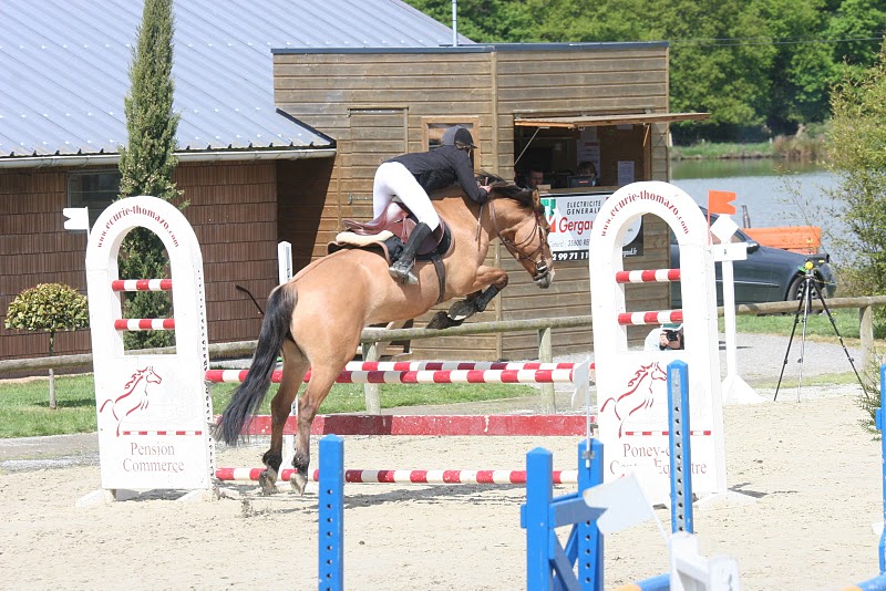 Elevage de Florent Chevaux et poneys de sport de couleurs Raffae13