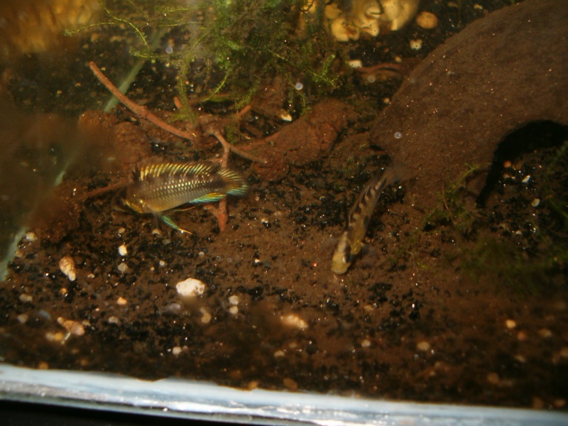 Apistogramma rositae Photo126