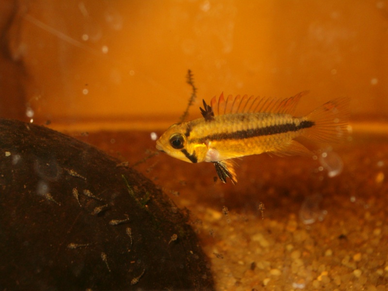 Apisto cacatuoides Photo_52