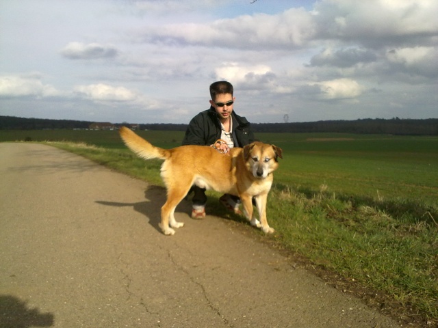 Texas, croisé berger allemand aux yeux vairons, 8 ans 14032012