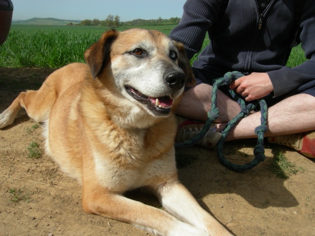 Texas, croisé berger allemand aux yeux vairons, 8 ans Dscn5712